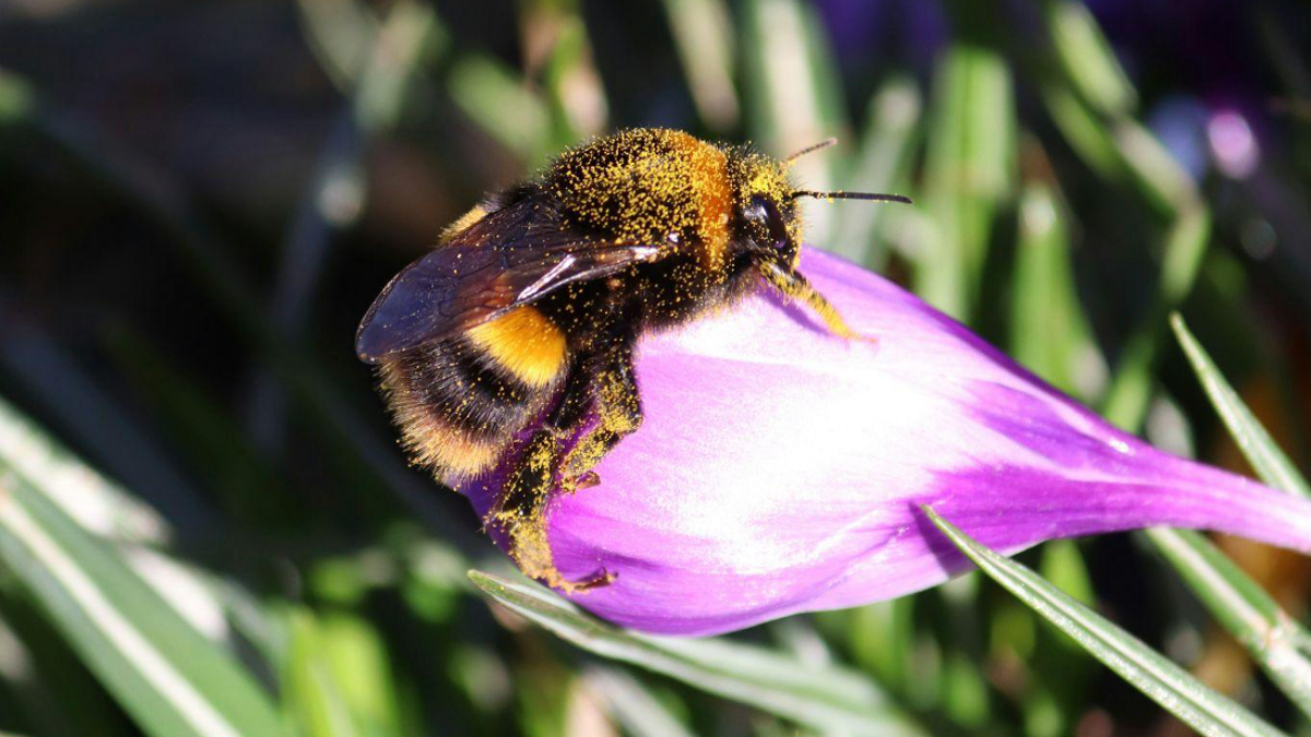 Bumblebee on a flower, Environmental Conservation concept